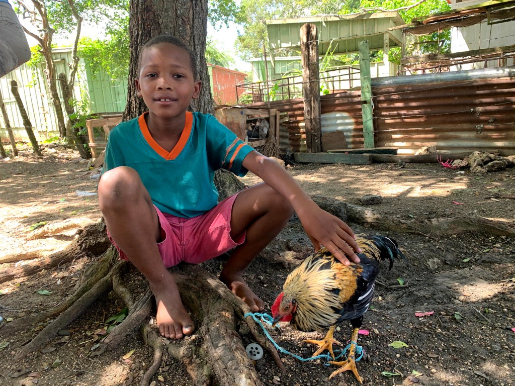 Yuleisy's family is taking care of our new avian friends.